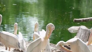 Pembe pelikan sürüsü bir göletin kıyısında dinleniyor. Pelikanlar birbirlerine yakın durup, toplum duygusu yaratıyorlar.