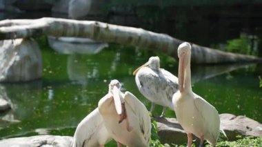 Güneşli bir günde bir pelikan sürüsü bir gölette dinlenir. Bir gölün kıyısında bir grup pembe pelikan.