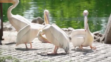 Güneşli bir günde bir pelikan sürüsü bir gölette dinlenir. Bir gölün kıyısında bir grup pembe pelikan.