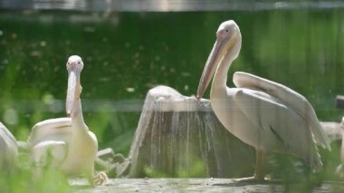 Pembe pelikan sürüsü bir göletin kıyısında dinleniyor. Pelikanlar birbirlerine yakın durup, toplum duygusu yaratıyorlar.