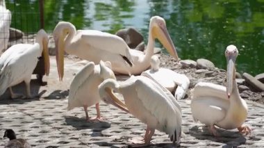 Pembe pelikan sürüsü bir göletin kıyısında dinleniyor. Pelikanlar birbirlerine yakın durup, toplum duygusu yaratıyorlar.