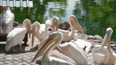 Güneşli bir günde bir pelikan sürüsü bir gölette dinlenir. Bir gölün kıyısında bir grup pembe pelikan.