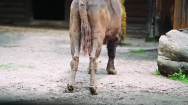 Büyük kahverengi bizon, etkileyici boynuzlarını ve kalın kürkünü göstererek yavaşça başını sola çevirir.