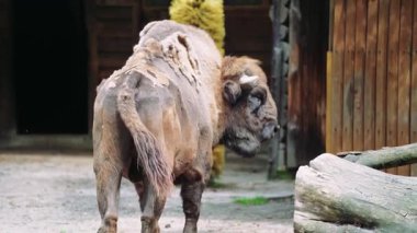 Büyük kahverengi bizon, etkileyici boynuzlarını ve kalın kürkünü göstererek yavaşça başını sağa çevirir.