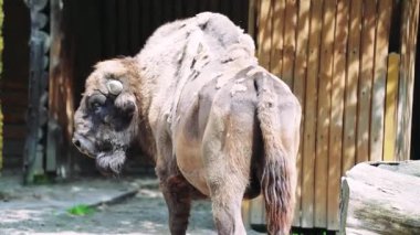 Büyük kahverengi bizon, etkileyici boynuzlarını ve kalın kürkünü göstererek yavaşça başını sola çevirir.