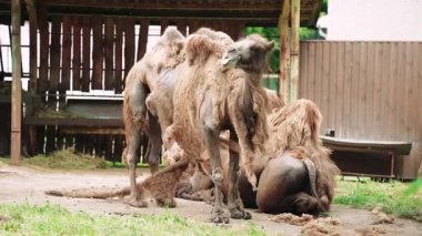 Saçları dökülen bir devenin portresi. Deve tam gelişim gösteriyor. Deri dökülmesi