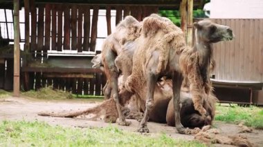 Saçları dökülen bir devenin portresi. Deve tam gelişim gösteriyor. Deri dökülmesi