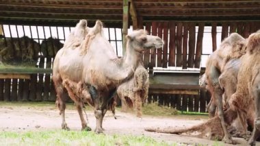 Saçları dökülen bir devenin portresi. Deve tam gelişim gösteriyor. Deri dökülmesi