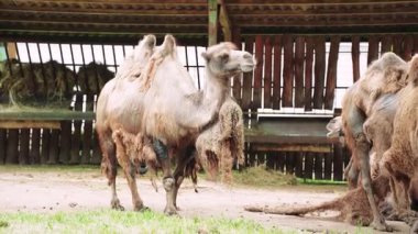 Saçları dökülen bir devenin portresi. Deve tam gelişim gösteriyor. Deri dökülmesi