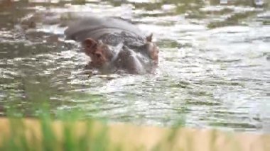 Güneşli bir yaz gününde yeşil bir gölde yüzen ve dalan büyük kahverengi bir su aygırının neşeli manzarası.