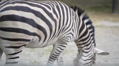 Güzel Afrika zebrası taze yeşil ot yiyor. Hayvanat bahçesi konsepti. Çizgi çizen hayvan dışarıda yürüyor.