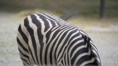 Güzel Afrika zebrası taze yeşil ot yiyor. Hayvanat bahçesi konsepti. Hayvanların arkasını kapatın. Zebra kuyruğunu sallıyor.