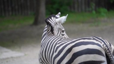 Güzel Afrika zebrası taze yeşil ot yiyor. Hayvanat bahçesi konsepti. Arkadan yakından bak. Zebra kuyruğunu sallıyor.