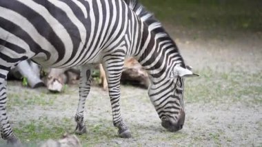 Güzel Afrika zebrası taze yeşil ot yiyor. Hayvanat bahçesi konsepti. Namluya yakın çekim. Zebra kuyruğunu sallıyor.