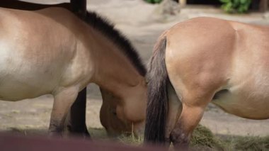 Przewalski kahverengi atı. Nesli tükenmekte olan hayvan türleri. Kahverengi atın yelesi. Hayvanların yakın çekim detayları
