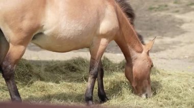Przewalski kahverengi atı. Nesli tükenmekte olan hayvan türleri. Kahverengi atın yelesi. Yakın plan bir tayın portresi
