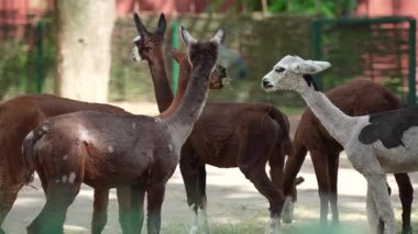 Hayvanat bahçesindeki beş tatlı lama. Hayvan yetiştiriciliği, çiftçilik. Lama 'lar temiz havada yürümenin tadını çıkarır.