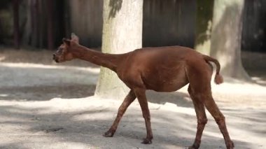 Hayvanat bahçesindeki beş tatlı lama. Hayvan yetiştiriciliği, çiftçilik. Lama 'lar temiz havada yürümenin tadını çıkarır.
