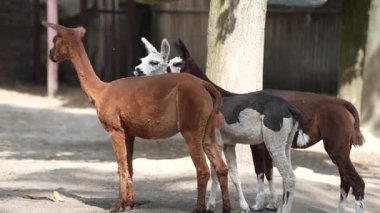 Hayvanat bahçesindeki beş tatlı lama. Hayvan yetiştiriciliği, çiftçilik. Lama 'lar temiz havada yürümenin tadını çıkarır.