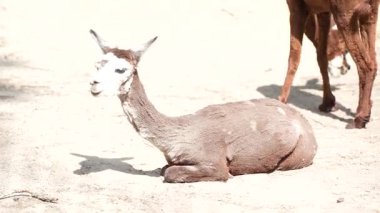 Bir kahverengi lama yerde dinleniyor. Hayvanlar dışarıda. Hayvan yetiştiriciliği - çiftçilik