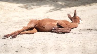 Bir kahverengi lama yerde dinleniyor. Hayvanlar dışarıda. Hayvan yetiştiriciliği - çiftçilik