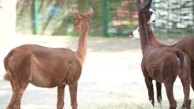 Hayvanat bahçesindeki beş tatlı lama. Hayvan yetiştiriciliği, çiftçilik. Lama 'lar temiz havada yürümenin tadını çıkarır.