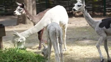 Hayvanat bahçesindeki beş tatlı lama. Hayvan yetiştiriciliği, çiftçilik. Lama 'lar temiz havada yürümenin tadını çıkarırlar. Bir grupta durup ot yemek.