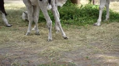 Hayvanat bahçesindeki beş tatlı lama. Hayvan yetiştiriciliği, çiftçilik. Lama 'lar temiz havada yürümenin tadını çıkarırlar. Bir grupta durup ot yemek.