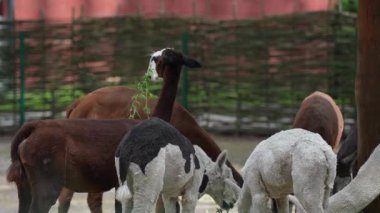 Hayvanat bahçesindeki beş tatlı lama. Hayvan yetiştiriciliği, çiftçilik. Lama 'lar temiz havada yürümenin tadını çıkarırlar. Bir grupta durup ot yemek.