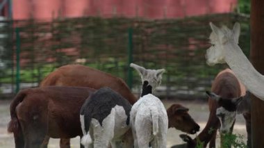 Hayvanat bahçesindeki beş tatlı lama. Hayvan yetiştiriciliği, çiftçilik. Lama 'lar temiz havada yürümenin tadını çıkarırlar. Bir grupta durup ot yemek.