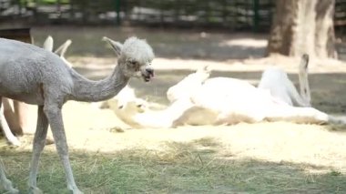 Bir beyaz lama yerde dinleniyor. Hayvanlar dışarıda. Hayvan yetiştiriciliği - çiftçilik