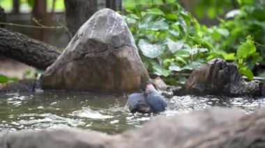 Gölde mavi bir balıkçıl yüzüyor. Mavi bir balıkçıl tüylerini suyla temizliyor.