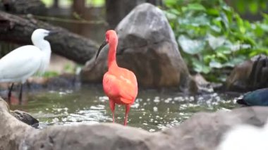 Kızıl aynalı kuş gölde yüzüyor. Tüylerini kabartıyor ve yüzmenin tadını çıkarıyor.