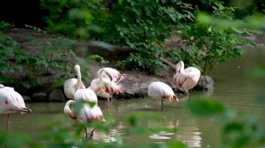 Pembe flamingo kuş gölü suda yaşar. Turuncu kanatlı kuş gölde yüzer ve yıkanır.