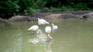 Göl yaşamındaki pembe flamingo sürüsü. Turuncu kanatlı bir kuş gölde yüzer ve banyo yapar.
