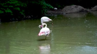 Göl yaşamındaki pembe flamingo sürüsü. Turuncu kanatlı bir kuş gölde yüzer ve banyo yapar.