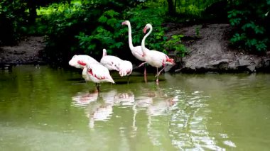 Göl yaşamındaki pembe flamingo sürüsü. Turuncu kanatlı bir kuş gölde yüzer ve banyo yapar.