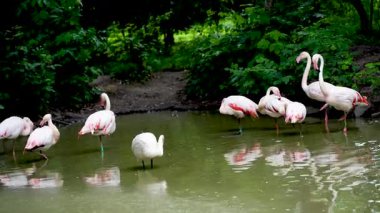 Göl yaşamındaki pembe flamingo sürüsü. Turuncu kanatlı bir kuş gölde yüzer ve banyo yapar.