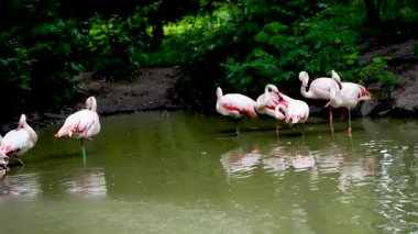 Pembe flamingo kuş gölü suda yaşar. Turuncu kanatlı kuş gölde yüzer ve yıkanır.