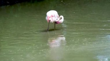 Göl yaşamındaki pembe flamingo sürüsü. Turuncu kanatlı bir kuş gölde yüzer ve banyo yapar.
