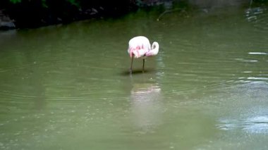 Göl yaşamındaki pembe flamingo sürüsü. Turuncu kanatlı bir kuş gölde yüzer ve banyo yapar.