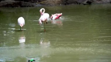 Göl yaşamındaki pembe flamingo sürüsü. Turuncu kanatlı bir kuş gölde yüzer ve banyo yapar.