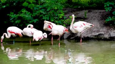 Göl yaşamındaki pembe flamingo sürüsü. Turuncu kanatlı bir kuş gölde yüzer ve banyo yapar.