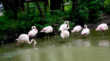 Göl yaşamındaki pembe flamingo sürüsü. Turuncu kanatlı bir kuş gölde yüzer ve banyo yapar.
