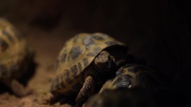 Kara kaplumbağaları bir mağarada. Birkaç kaplumbağa yiyecek ve çiftleşme arıyor.