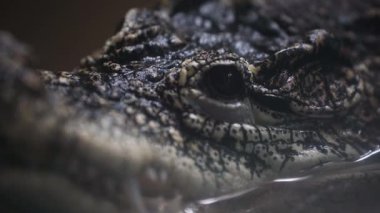 Suya yarı dalmış timsah burnunun yakın çekimi. Avcı avını avlar.