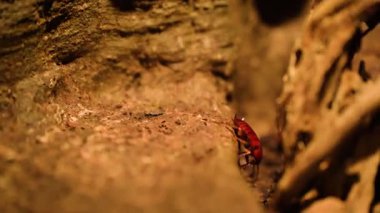 Mağarada bir cırcır böceği yiyecek arıyor. doğal ortamında