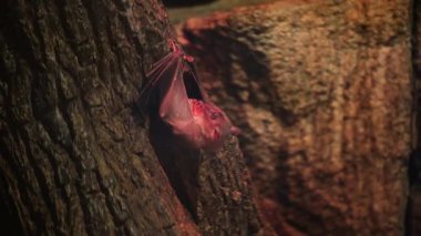 Mağarada bir yarasa baş aşağı asılı duruyor ve yemek yiyor. Yarasa av avladı.