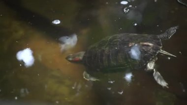 Bir su kaplumbağası yüzmek için suya iner. Avında deniz kabuğu olan bir sürüngen. Bir kaplumbağa suda yüzer.