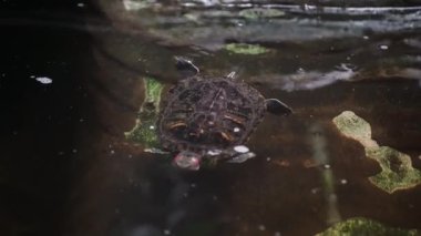Bir su kaplumbağası yüzmek için suya iner. Avında deniz kabuğu olan bir sürüngen. Bir kaplumbağa suda yüzer.